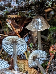Mycena quiniaultensis