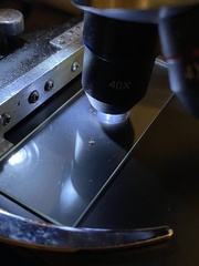 Cortinarius rubiginosus