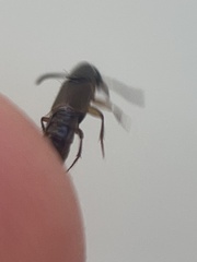 Platydracus viridanus