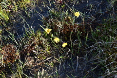 Tephroseris integrifolia atropurpurea
