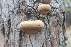 Fomitiporia hartigii