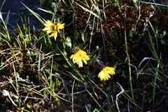 Tephroseris integrifolia atropurpurea