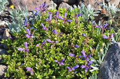 Penstemon