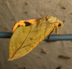 Eudocima sikhimensis