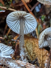 Mycena quiniaultensis