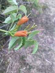 Campsis