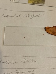 Cortinarius rubiginosus