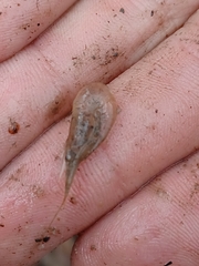 Palaemon kadiakensis