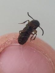 Platydracus viridanus