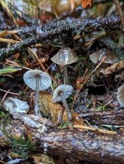 Mycena quiniaultensis