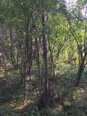 Caragana arborescens