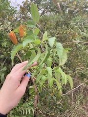 Campsis