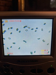 Cortinarius rubiginosus