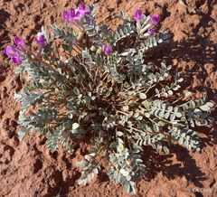 Astragalus amphioxys