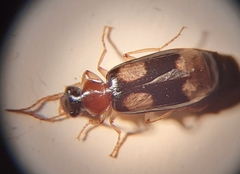 Dromius quadrimaculatus