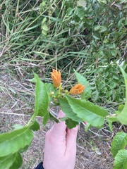 Campsis