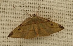 Hypochrosis hyadaria