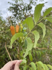 Campsis