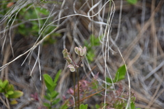 Lomatium geyeri