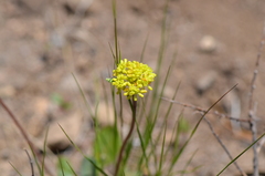 Eriogonum marifolium
