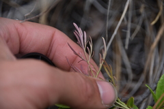 Lomatium geyeri