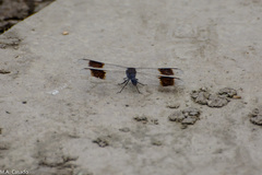 Brachythemis leucosticta