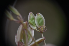 Lomatium geyeri