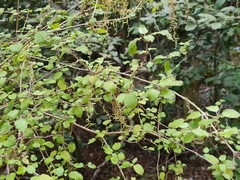 Coprosma rotundifolia