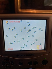 Cortinarius rubiginosus