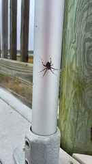 Neoscona domiciliorum