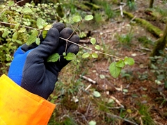 Coprosma rotundifolia