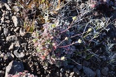 Potentilla subvahliana