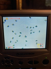 Cortinarius rubiginosus