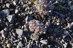 Potentilla subvahliana