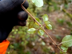 Coprosma rotundifolia