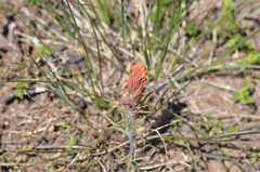 Castilleja arachnoidea