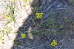 Lomatium nudicaule