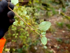 Coprosma rotundifolia