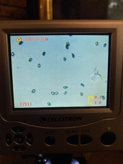 Cortinarius rubiginosus