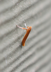 Caloptilia invariabilis