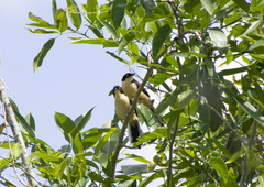 Donacobius atricapilla