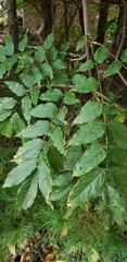 Wisteria floribunda