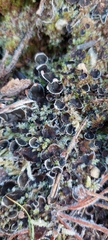 Peltigerales