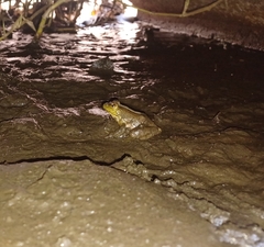 Lithobates catesbeianus