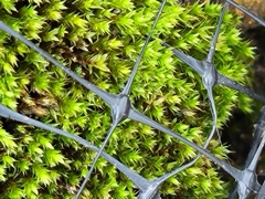 Bryum