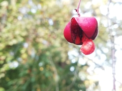 Euonymus sachalinensis