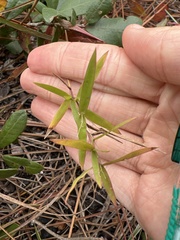 Dichanthelium sphaerocarpon