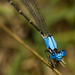 Damselflies - Photo (c) Michael  Bok, some rights reserved (CC BY-NC-SA)