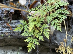 Conioselinum