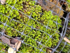 Bryum